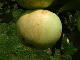 Apple Hog Sweet
