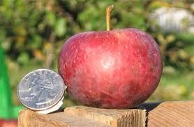 Apple Horse
