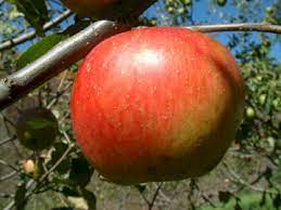 Apple Hubbardston Nonesuch