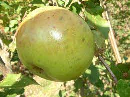 Apple Huntsman
