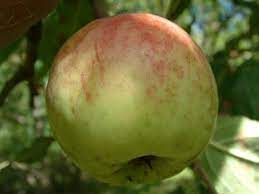 Apple Husk Spice