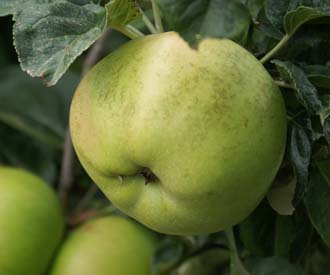 Apple Arthur Turner