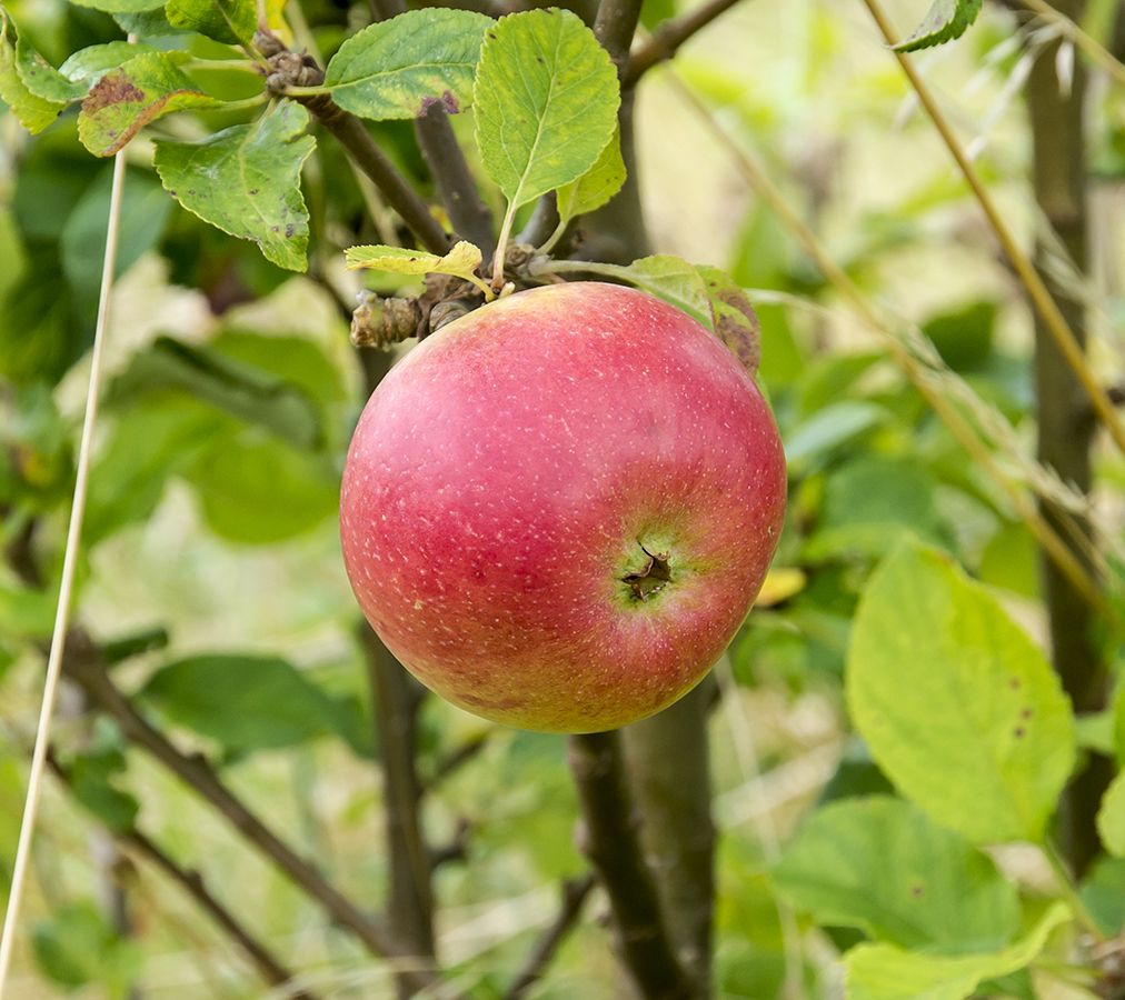 Apple Alkmene