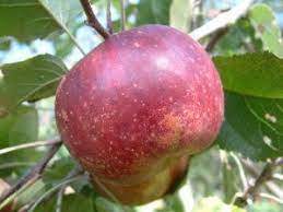 Apple Husk Sweet