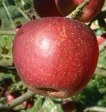 Apple Ingram
