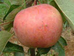 Apple Jakes Seedling