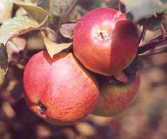 Apple John Apple