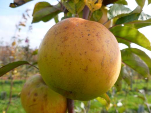 Apple Junaluska