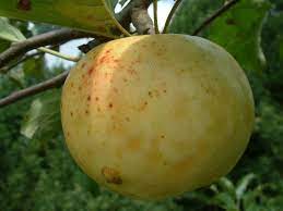 Apple June Sweeting