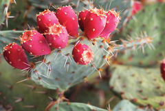 Opuntia Species, Prickly Pear Cactus, Joconoxtle, Tempranilla, Tuna Blanca, Xoconoxtle