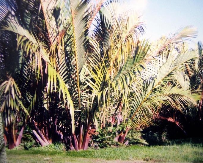 Nypa Species, Mangrove Palm