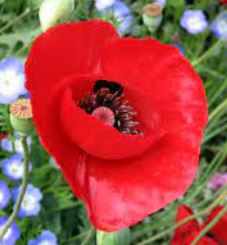 Papaver Species, Tulip Poppy, Turkish Tulip, Turkish Red Poppy
