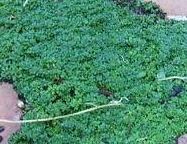 Creeping Thyme, Wild Thyme Minor