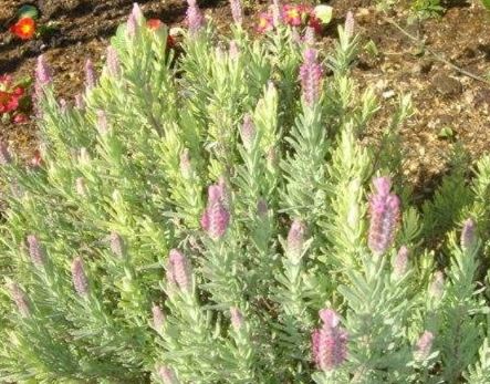Lavandula, French Lavender, Spanish Lavender Bella Pink