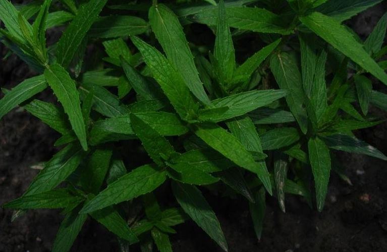 Horse Mint