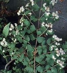 Dream Herb, Leaf of God