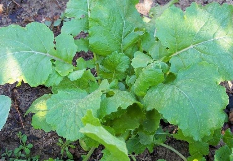 Rutabaga, Swede American Purple Top