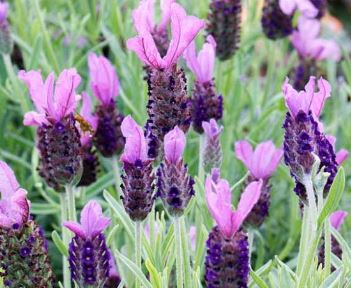 Lavandula, French Lavender, Spanish Lavender Big Butterfly
