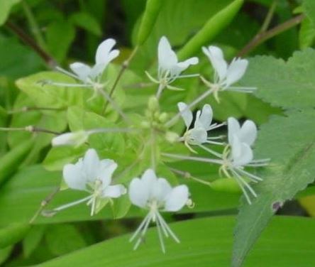 Cleome Species, Spiderwisp, Mussabe
