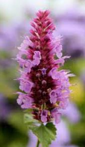 Agastache, Hyssop, Anise Hyssop Globetrotter