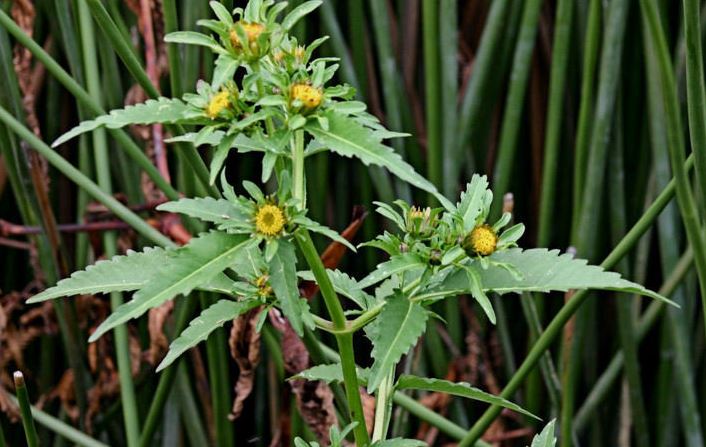 Bidens Species, Burr Marigold, Threelobe Beggarticks