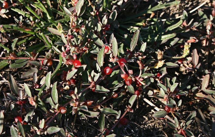 Atriplex Species, Australian Saltbush, Berry Saltbush, Creeping Saltbush