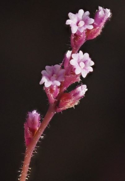 Boerhavia Species, Largebract Spiderling