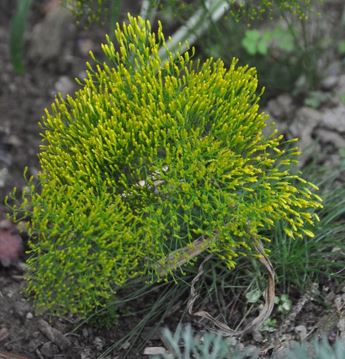 Nuttalls Rayless Goldenrod