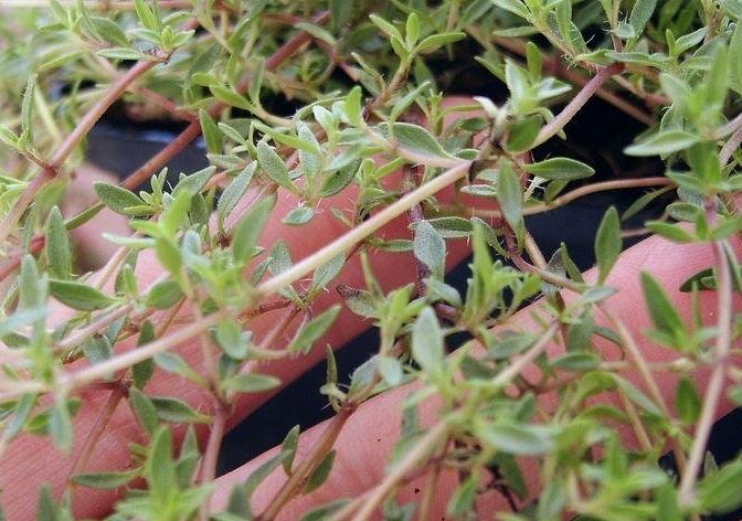 Thymus Species, Lemon Scented Caraway Thyme
