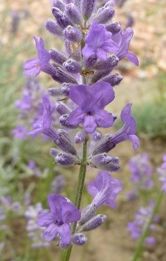 Lavandula, English Lavender Middachten