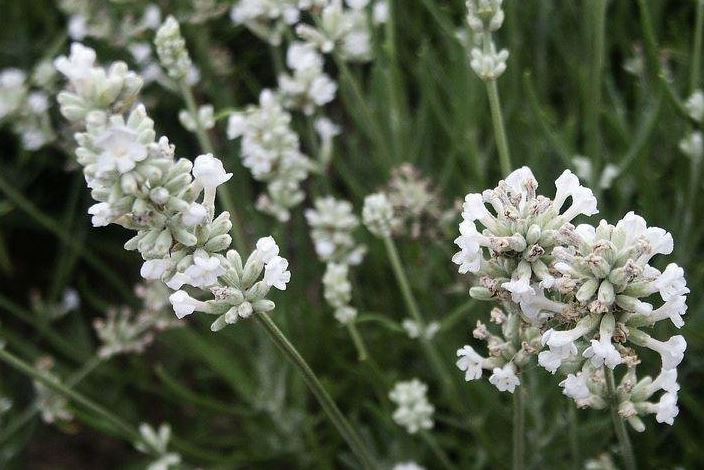 Lavandula, English Lavender Arctic Snow