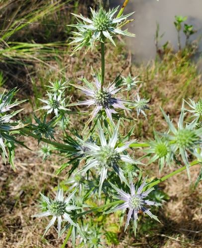 Eryngium Species, Hookers Eryngo