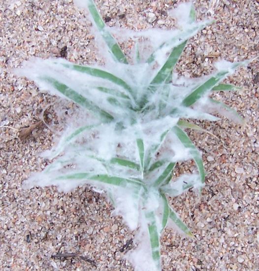 Low Woollygrass, Fluff Grass