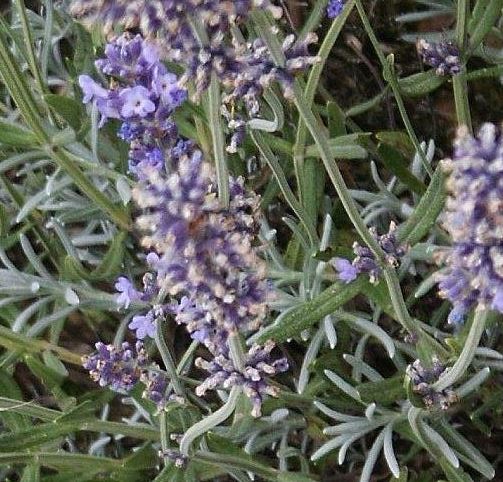Lavandula, English Lavender Gray Lady