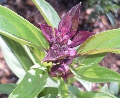 Ocimum, Basil, Sweet Basil Queen of Sheba