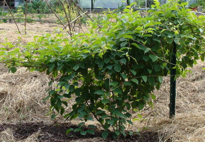 Wu Wei Zi, Chinese Magnolia Vine Eastern Prince