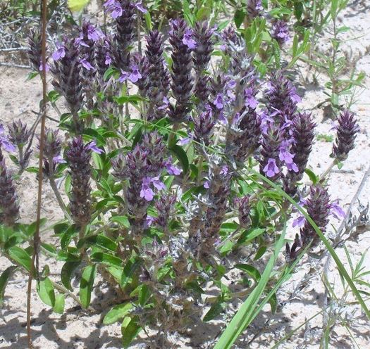 Rhododon Species, Texas Sandmint