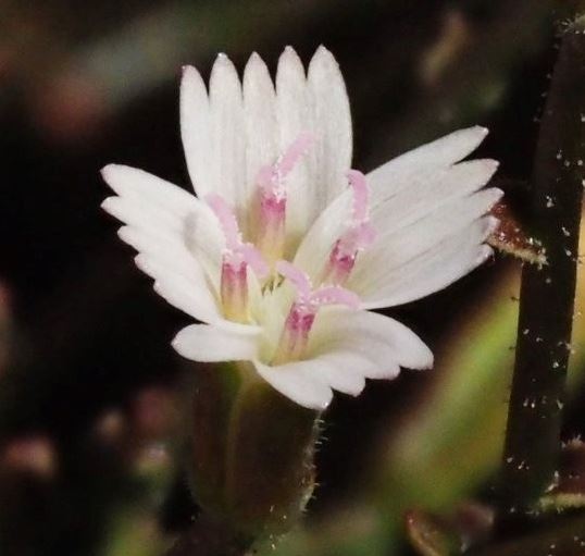 Prenanthella Species, Brightwhite