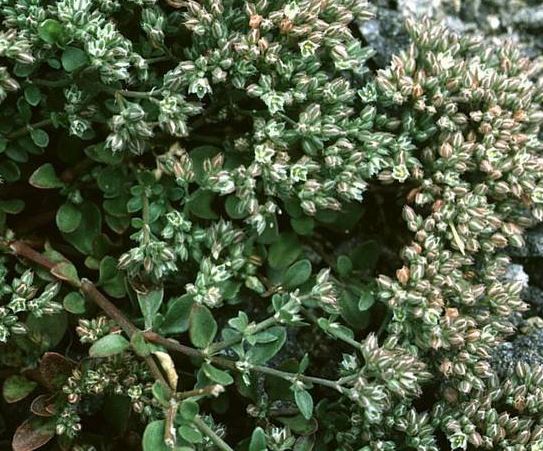 Fourleaf Manyseed