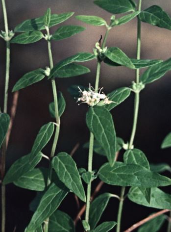 River Mint, Native Mint, Native Peppermint, Australian Mint