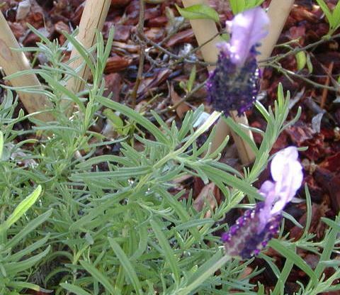 Lavandula, Butterfly Lavender, French Lavender, Spanish Lavender Boysenberry Ruffles