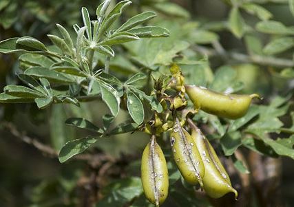 Crotalaria Species, Rattlepod