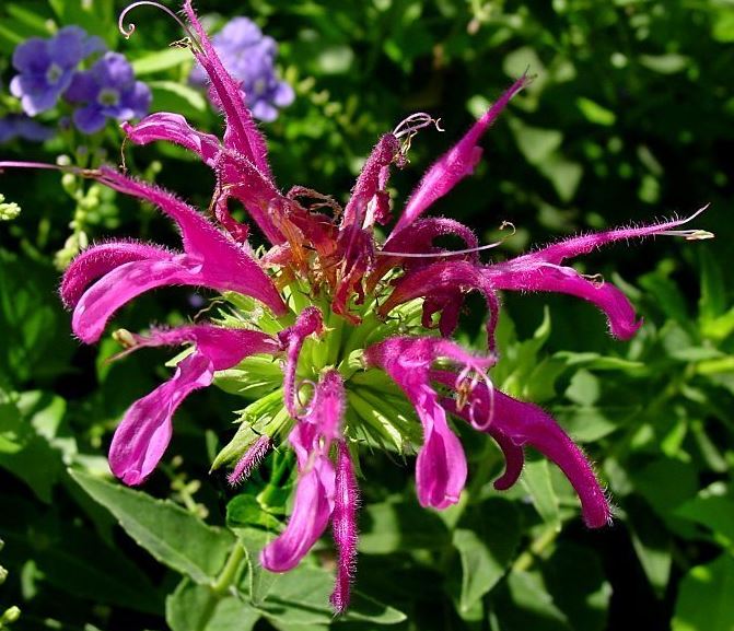 Monarda Species, Bartletts Beebalm, Bee Balm