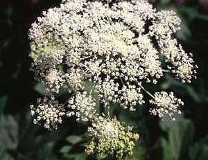 Masterwort