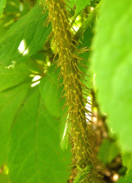 Eleutherococcus Species, Siberian Ginseng