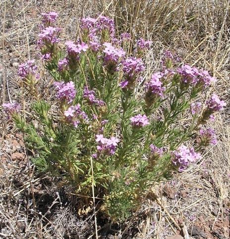 Glandularia Species, Dakota Mock Vervain, Mock Verbena