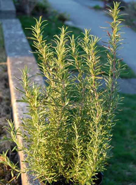 Salvia, Rosemary Barbeque