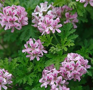 Scented Geranium True Rose