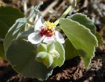 Abutilon Species, Hoary Abutilon, Indian Mallow, Pelotazo Chico