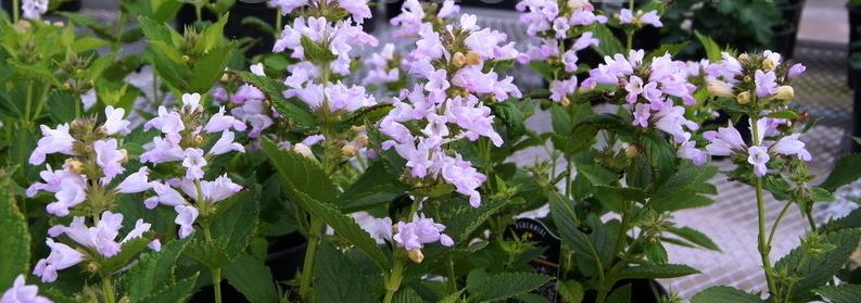 Nepeta, Catmint Pink Dreams